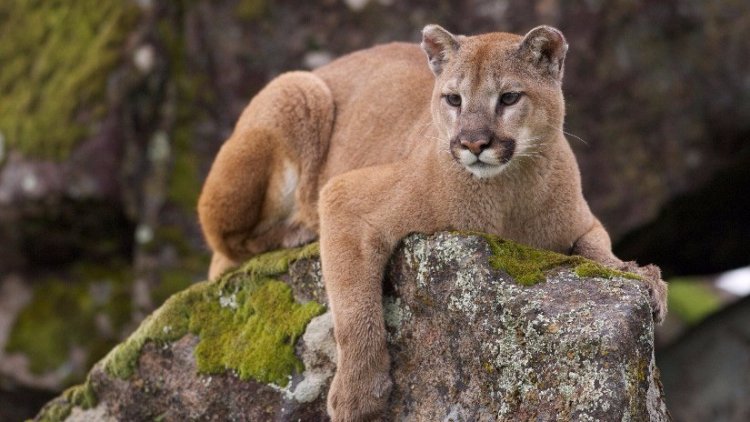 Campesino luchó contra un puma en Tamaulipas y sobrevivió