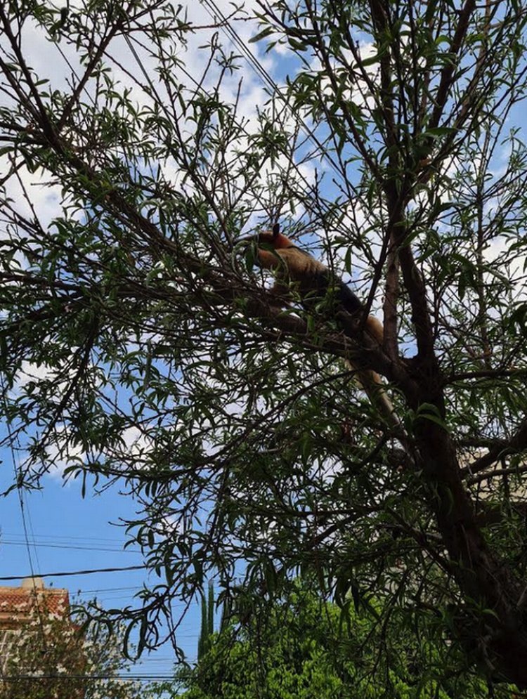 Encuentran oso hormiguero sobre un árbol en Nezahualcóyotl, Edomex