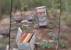 Denuncian asesinato masivo de abejas en Yucatán
