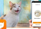 Aplicación permite traducir los maullidos de los gatos