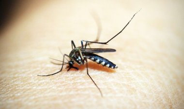 Argentina enfrenta el peor brote de dengue en su historia