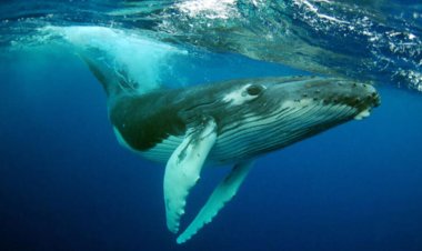 Científicos descubren porque las ballenas pueden cantar