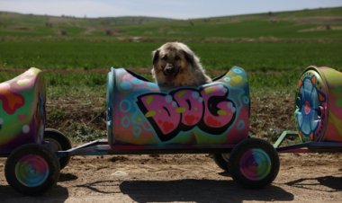 Activista turca crea tren para pasear a perritos con discapacidad motriz
