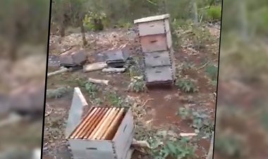 Denuncian asesinato masivo de abejas en Yucatán