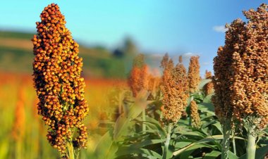 El sorgo ya no es rentable para los productores de Nayarit