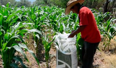 Ante la falta de apoyos al campo en Veracruz en riesgo el 40 por ciento de la producción