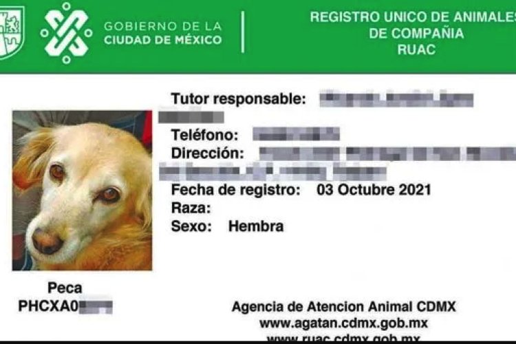 Será obligatorio registrar a tu mascota en la CDMX para evitar abandono y maltrato