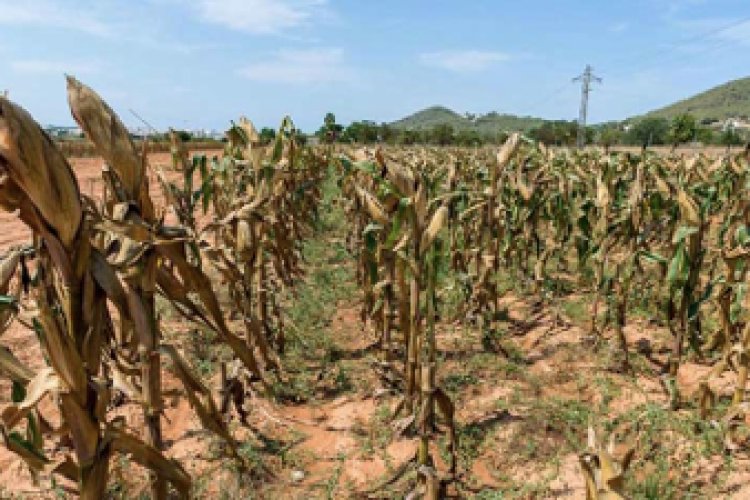 Veracruz entre los tres estados más secos por la sequía desde el año 1981