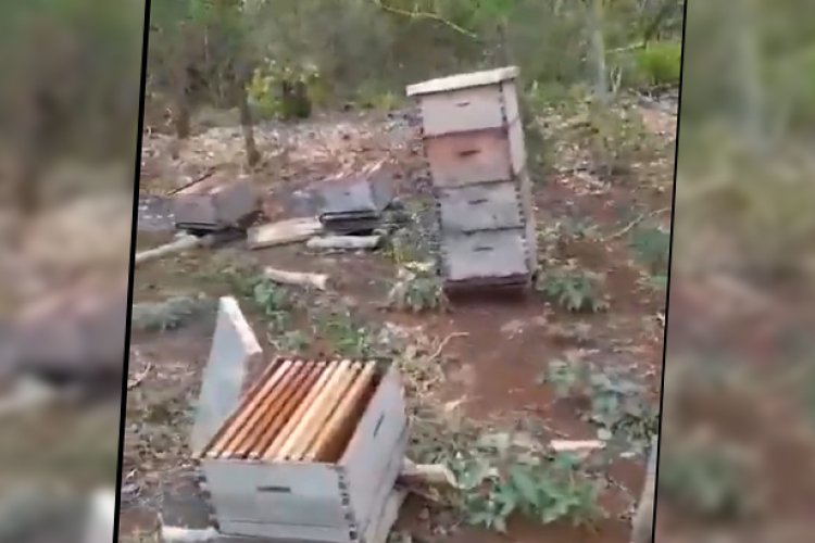 Denuncian asesinato masivo de abejas en Yucatán