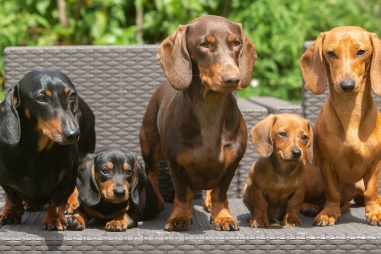 En Alemania buscan prohibir los perros salchicha