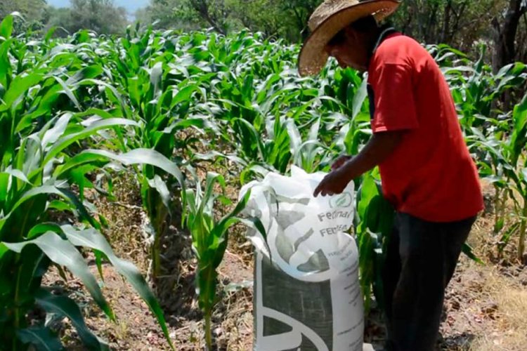 Ante la falta de apoyos al campo en Veracruz en riesgo el 40 por ciento de la producción