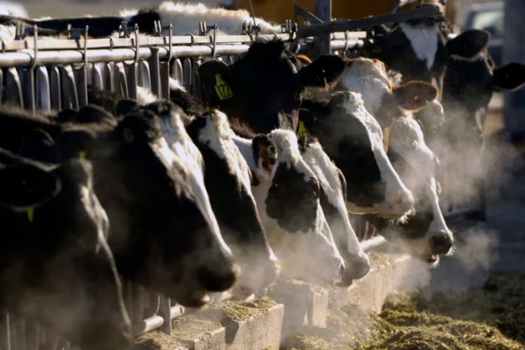 Encuentran fragmentos de influenza aviar en muestras de leche