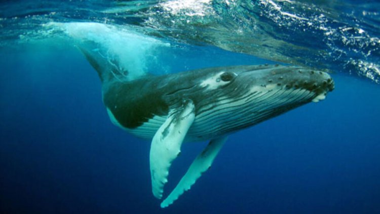 Científicos descubren porque las ballenas pueden cantar