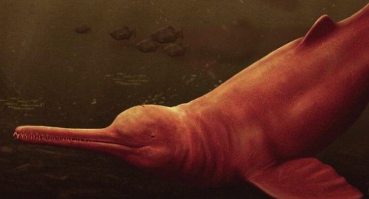 Descubren en el Amazonas fósil del que pudo ser el delfín más grande existente