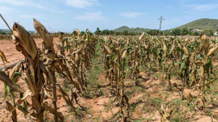 Veracruz entre los tres estados más secos por la sequía desde el año 1981