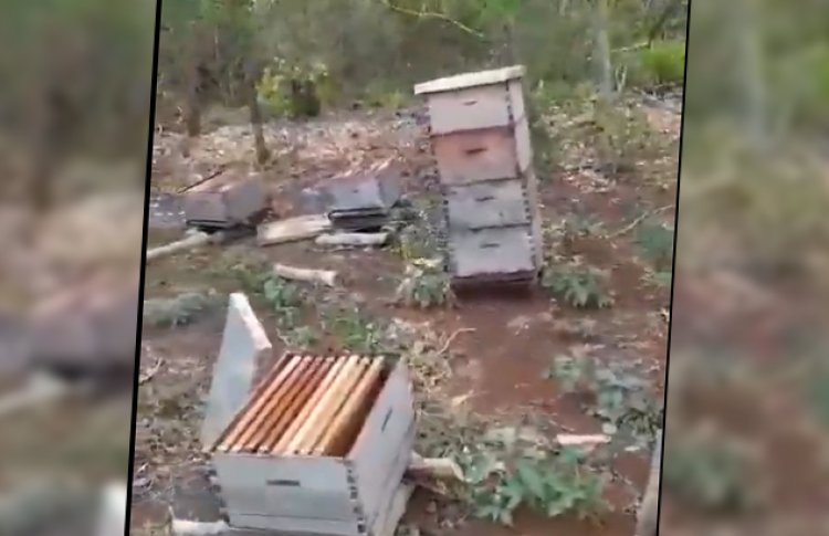 Denuncian asesinato masivo de abejas en Yucatán