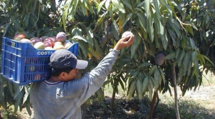 La producción en Nayarit de mango tendrá bajo precio