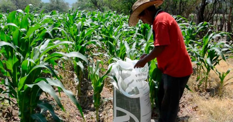 Ante la falta de apoyos al campo en Veracruz en riesgo el 40 por ciento de la producción