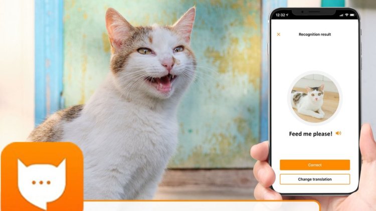 Aplicación permite traducir los maullidos de los gatos
