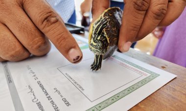 Realizaron registro de mascotas con motivo del Día del Niño en Veracruz