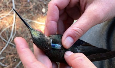 Nueva especie de colibrí gigante no migratorio fue descubierta