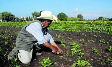 Sequía, apagones y bajos precios internacionales: racha negativa de productores afecto a financieras agrícolas en Chihuahua