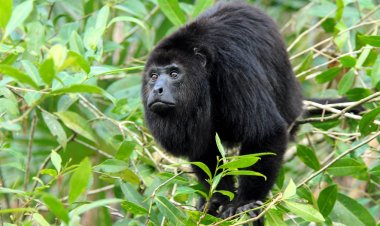 Confirma Semarnat muerte de 157 monos en Chiapas y Tabasco