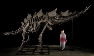 Subastarán el fósil mejor conservado de estegosaurio