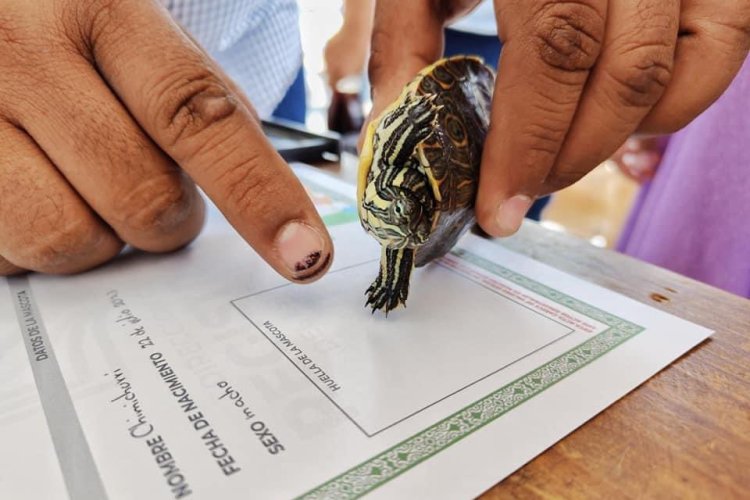 Realizaron registro de mascotas con motivo del Día del Niño en Veracruz