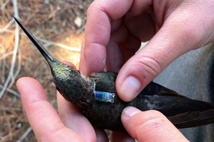 Nueva especie de colibrí gigante no migratorio fue descubierta