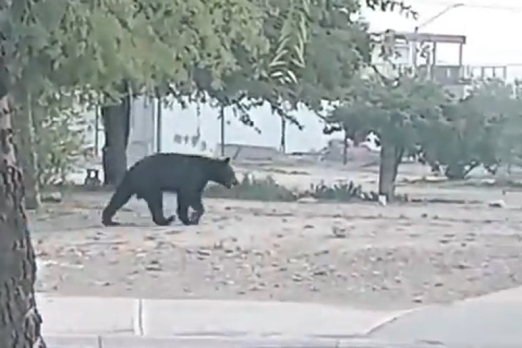 Oso sale a buscar comida y agua en calles de Nuevo León