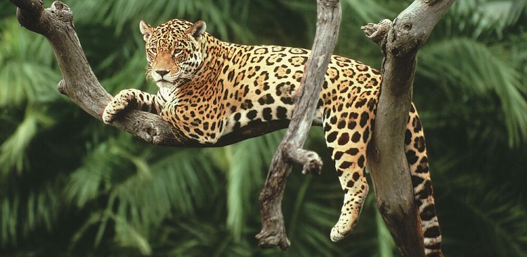 La NASA ayuda a proteger a los tigres, jaguares y elefantes