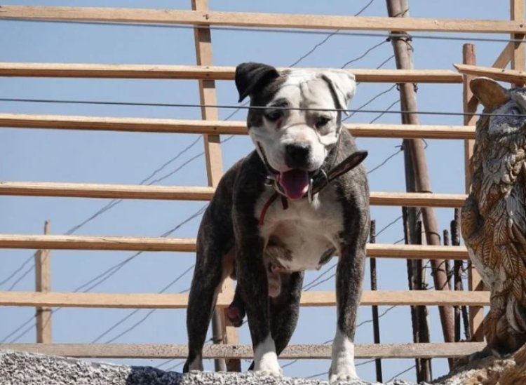 Esta es la multa por dejar a tu perro en la azotea en la CDMX