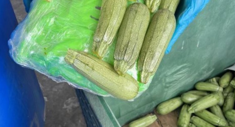 Encontraron cinco toneladas de metanfetamina entre calabacitas en Baja California
