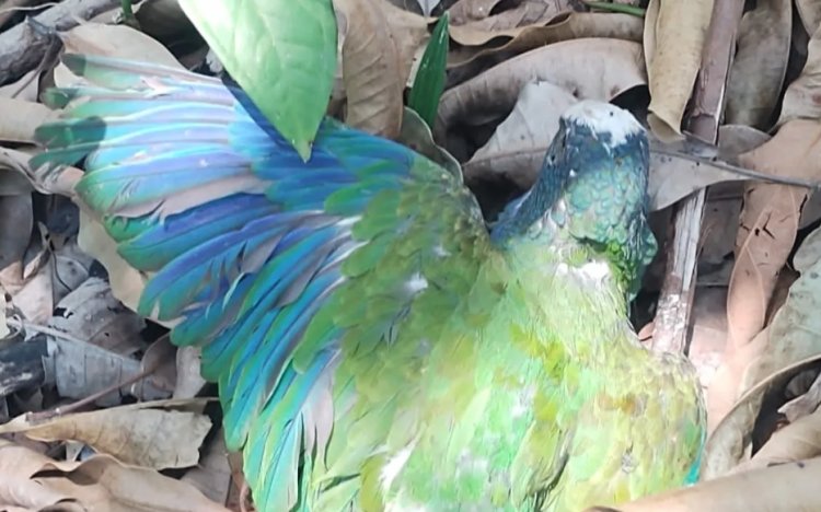 Confirmaron la muerte de 29 loros corona blanca por altas temperaturas en Tamaulipas