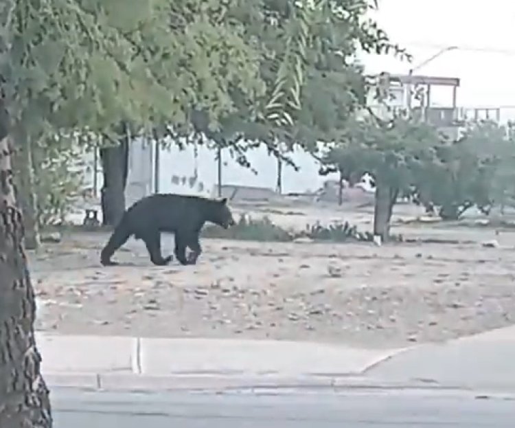 Oso sale a buscar comida y agua en calles de Nuevo León
