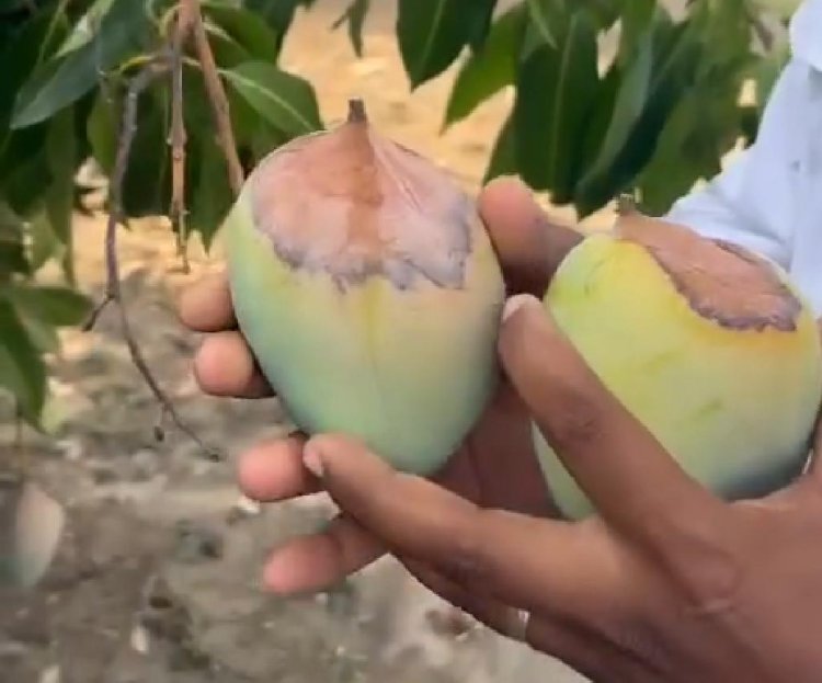 Impacta calor extremo a las cosechas en Tamaulipas