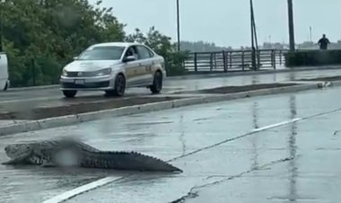 Avistan enorme cocodrilo paseándose por las calles de Tampico