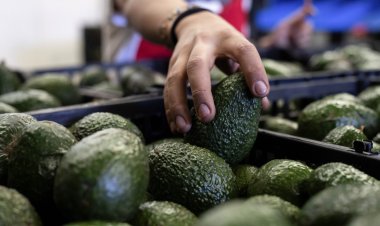 Retomarán importación de aguacate a EEUU tras llegar a un acuerdo sobre seguridad de inspectores