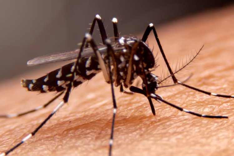 Se reportaron 70 casos de dengue en Hidalgo
