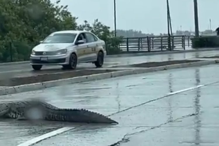 Avistan enorme cocodrilo paseándose por las calles de Tampico