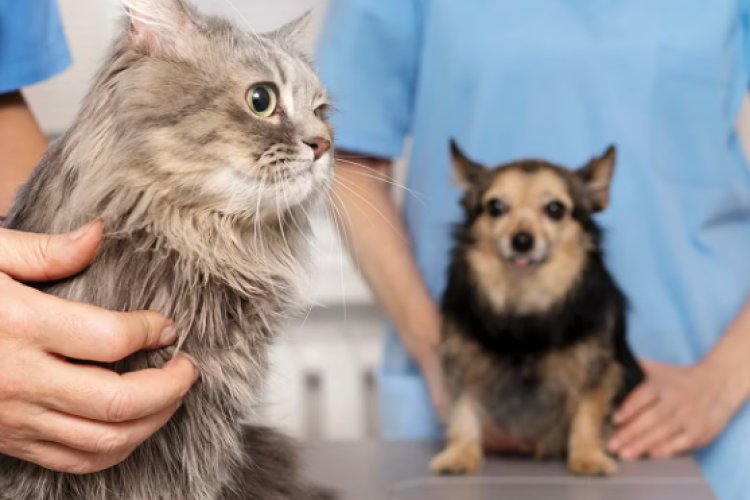 La gripe aviar puede infectar a gatos, perros y otros animales