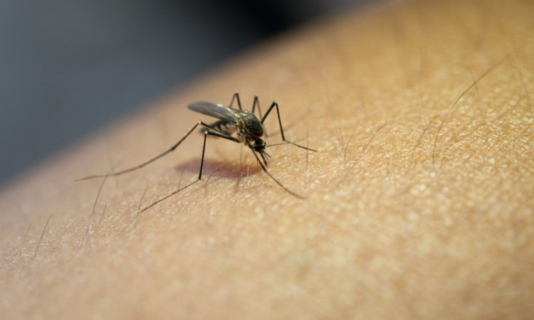México emitió alerta sanitaria por la fiebre de Oropuche