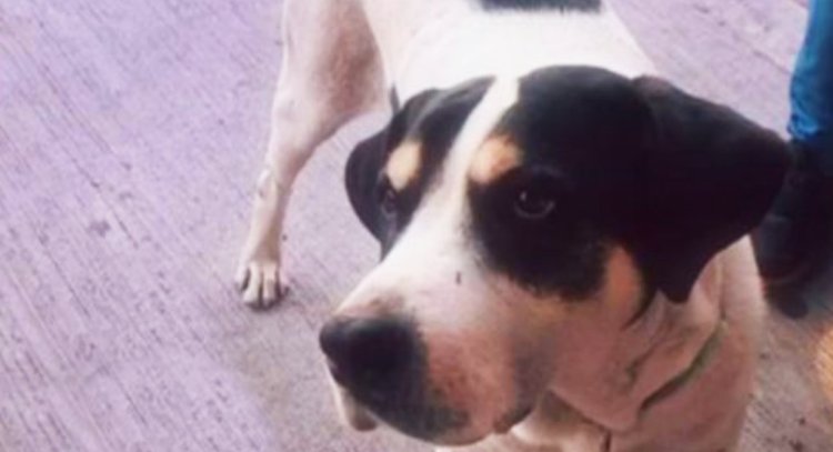 Despidieron con mariachi a perrito asesinado a balazos en la CDMX
