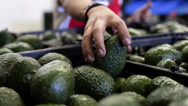 Retomarán importación de aguacate a EEUU tras llegar a un acuerdo sobre seguridad de inspectores