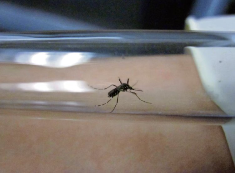 Estados Unidos lanza alerta por dengue tras dispararse casos en el mundo