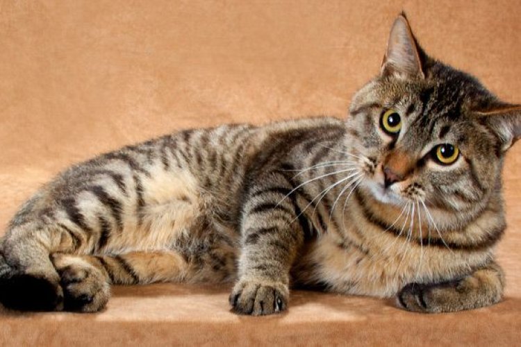 Mensaje de un gato: mi vida cómoda en China