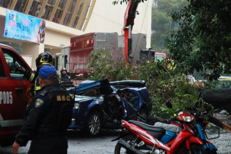 Árbol aplasta automóvil y mata a mujer en la Nápoles, CDMX