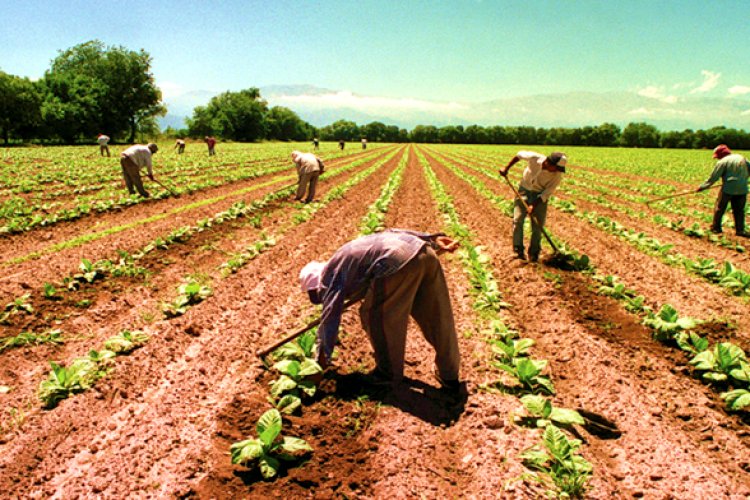 Sin cooperativas agricultores de Chihuahua sufren por caída de precios en cosechas