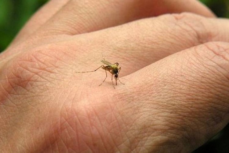 Se mantiene Guerrero en primer lugar nacional con más casos confirmados de dengue
